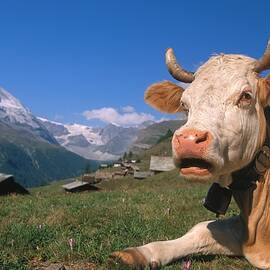 Cow by Cornelia Dorr