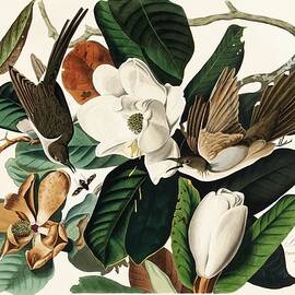 Cuckoo On Magnolia Grandiflora by John James Audubon