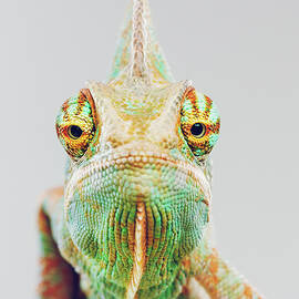 Cute Chameleon Looking At Camera by Sensorspot