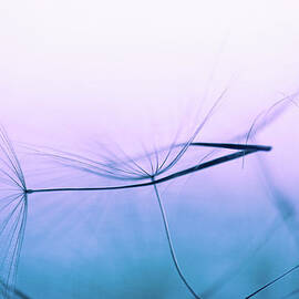 Dandelion Seed by Jasmina007