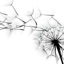 Dandelion by Sunnybeach