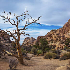 Desert trail in Joshua Tree National Park, by Miroslav Liska