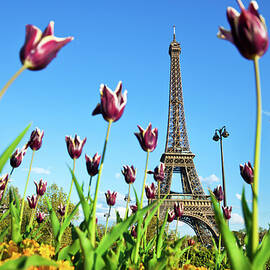 Eiffel Tower In Paris, France by Nikada