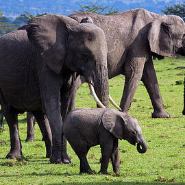Elephants, Masai Mara, Kenya by Hp Huber