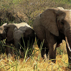 Elephants by Siegfried Stolzfuss