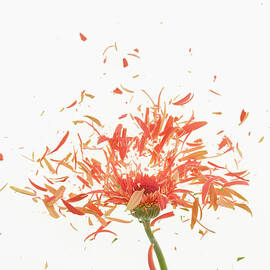 Exploding Flowers by Don Farrall