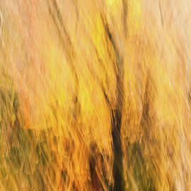 Fall Colors - Abstract Nature by Shankar Adiseshan