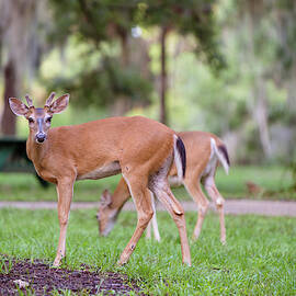 Feeding Deer by Joe Leone