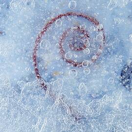 Flower In Ice by Lando Pescatori