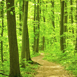 Forest Path by Nikada