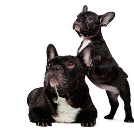 Frenchie Fever by Mlorenzphotography
