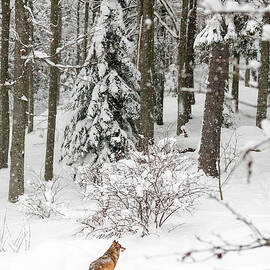 Germany, Bavaria, Bayern, Lower Bavaria, Bavarian Forest, European Grey Wolf, Bavarian Forest National Park by Marco Arduino