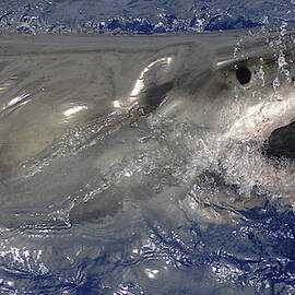 Great White Shark  by David Shuler