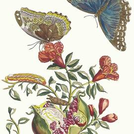 Grenadier by Maria Sibylla Merian