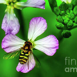 Hoverfly on Flower by Bruce Block