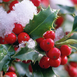 Ilex 'alaska' holly by Friedrich Strauss