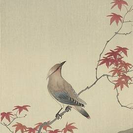 Japanese Waxwing On Maple by Ohara Koson