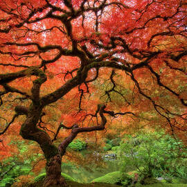 Japenese Garden, Portland by Jesse Estes