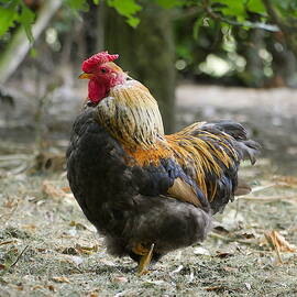 Just waiting by Richard Reeve