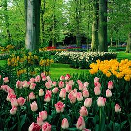 Keukenhof Gardens, Lisse, Netherlands by Giovanni Simeone