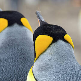 King Penguins, Aptenodytes Patagonicus, Salisbury Plains, South Georgia, Antarctica by Konrad Wothe