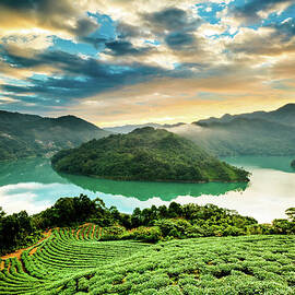 Landscape Of Tea Farm On Hill by Wan Ru Chen