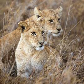Lion Cubs by Marco Gaiotti