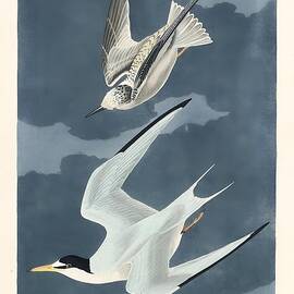 Little Tern by John James Audubon