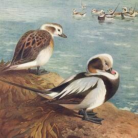 Long-tailed Duck by Archibald Thorburn