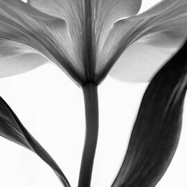 Monochrome Lily by Letty17