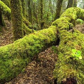 Moss In Cloud Forest by Reinhard Schmid