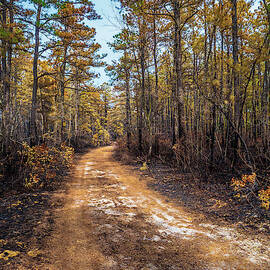 Pine Barrens Burn by Louis Dallara