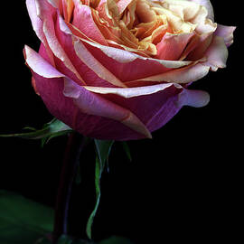 Pink Rose by Iwan Tirtha