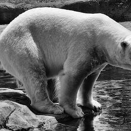 polar bear by Flees Photos