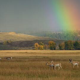 Pronghorn & Rainbow, Wy by Heeb Photos