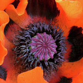 Red poppy by Seeables Visual Arts