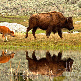 Reflections With The Red Dog by Adam Jewell