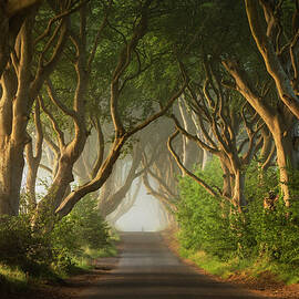 Road Under Trees by Luigi Vaccarella