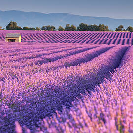 Rows Of Lavender In Valensole by Giordano Bertocchi