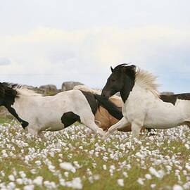 Running Horses by Gigja Einarsdottir
