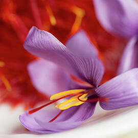 Saffron by Alessandro Addis