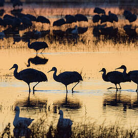 Sandhill Cranes At Sunrise, Grus Canadensis, Bosque Del Apache, New Mexico, Usa by Konrad Wothe
