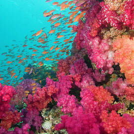 Schooling Fairy Basslets Pseudanthias by Rene Frederick