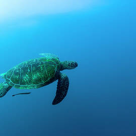Sea Turtle Swimming Underwater by Yusuke Okada amanaimagesrf