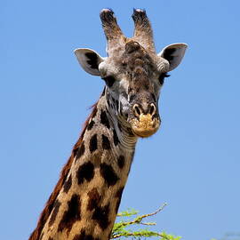 Serengeti National Park, Tanzania by Hp Huber