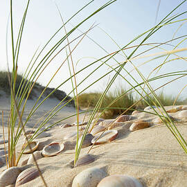 Shells In The Sand On The Beach, Conil De La Frontera, Andalusia, Spain, Europe by Daniel Schoenen Fotografie