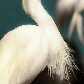 Snowy Egret Portrait 2 by Stefano Senise