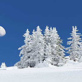 Snowy Frosted Trees Winter Landscape by Adventure photo