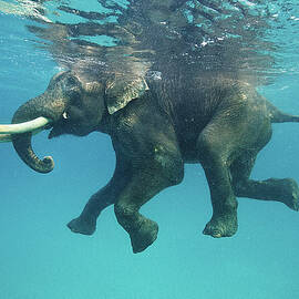 Swimming Elephant by Mike Korostelev Www.mkorostelev