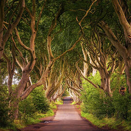 The Dark Hedges in Northern Ireland at sunset by Miroslav Liska